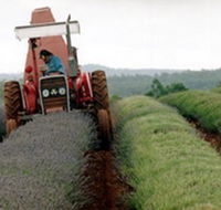 Bridestowe Lavender Farm - Schoolies Week Accommodation