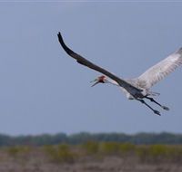 Gayngaru Wetlands Interpretive Walk - Schoolies Week Accommodation