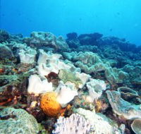 Mudjimba Old Woman Island Dive Site - Schoolies Week Accommodation