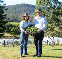 Hinterland Feijoas - Schoolies Week Accommodation