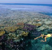 Split Bommie Dive Site - Schoolies Week Accommodation