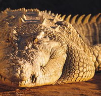 Koorana Crocodile Farm - Schoolies Week Accommodation
