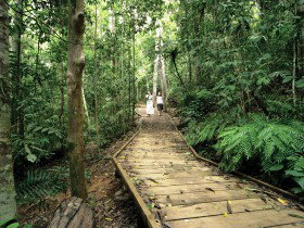 Lake Barrine Circuit Track, Crater Lakes National Park - Schoolies Week Accommodation 0