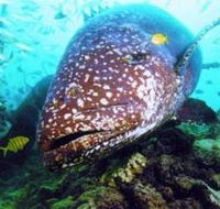 Lady Musgrave Island Dive Sites - Schoolies Week Accommodation