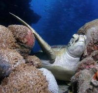 Light House Bommie Dive Site - Schoolies Week Accommodation