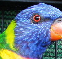 Fraser Coast Wildlife Sanctuary - Schoolies Week Accommodation