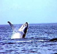 Whale Watching - Schoolies Week Accommodation