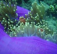 The Lady Bowen Dive Site - Schoolies Week Accommodation