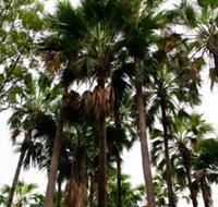 Palm Tree Creek
