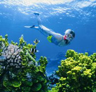 Wheeler Reef Dive Site - Schoolies Week Accommodation