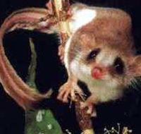 Carrowong Fauna Sanctuary - Schoolies Week Accommodation