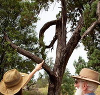 Charleville - Outback Native Timber Walk - Schoolies Week Accommodation