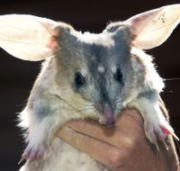 Charleville - Bilby Experience - Schoolies Week Accommodation