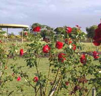 Elizabeth Park Rose Gardens - Schoolies Week Accommodation