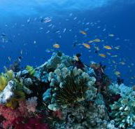 Cherubs Cave Dive Site - Schoolies Week Accommodation