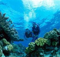 Coral Gardens Dive Site - Schoolies Week Accommodation