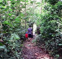 Malanda Falls Rainforest Walk Malanda Falls Conservation Park - Schoolies Week Accommodation