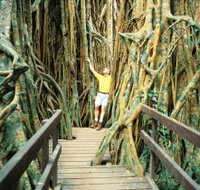 Curtain Fig Tree - Schoolies Week Accommodation