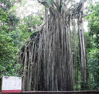 Curtain Fig National Park - Schoolies Week Accommodation