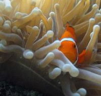 Flat Rock Dive Site - Schoolies Week Accommodation