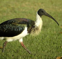 Toowoomba Bicentennial Waterbird Habitat - Schoolies Week Accommodation