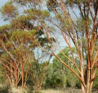 Myall Park Botanic Garden - Schoolies Week Accommodation