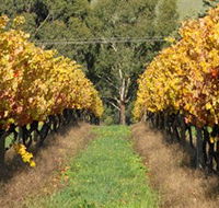 Wild Dog Winery  Restaurant - Schoolies Week Accommodation