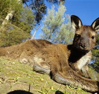 Ballarat Wildlife Park - Schoolies Week Accommodation