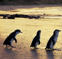 Phillip Island Nature Park - Schoolies Week Accommodation