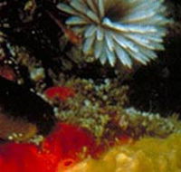 Point Cooke Marine Sanctuary - Schoolies Week Accommodation
