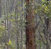 Heathcote-Graytown National Park - Schoolies Week Accommodation