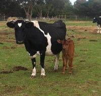 Animal Land Children's Farm - Schoolies Week Accommodation
