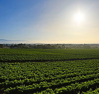 GREENSTONE VINEYARDS - Schoolies Week Accommodation