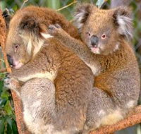 Shoalhaven Zoo - Schoolies Week Accommodation