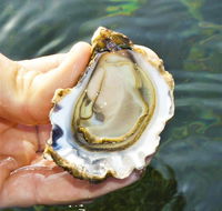 The Oyster Pot - Schoolies Week Accommodation
