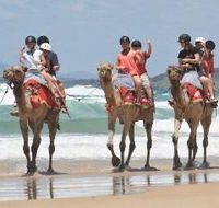 Camel Rides with Coffs Coast Camels - Schoolies Week Accommodation
