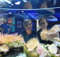 Solitary Islands Aquarium - Schoolies Week Accommodation