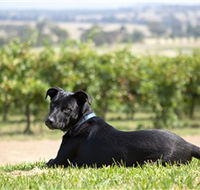 Moothi Estate Vineyard and Cellar Door - Schoolies Week Accommodation