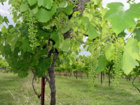 Holland Wines - Schoolies Week Accommodation 0