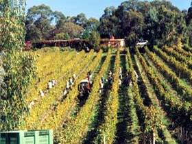 Mt Lofty Ranges Vineyard - Schoolies Week Accommodation 1