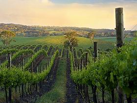 Nepenthe Wines - Schoolies Week Accommodation 3