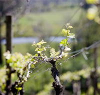 Whistling Eagle Vineyard - Schoolies Week Accommodation