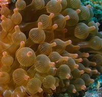 Coral Gardens Dive Site Mooloolaba - Schoolies Week Accommodation
