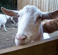Drysdale Cheeses - Schoolies Week Accommodation