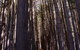 Sugarpine Walk - thumb 2