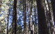 Sugarpine Walk - thumb 1
