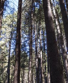 Sugarpine Walk - Schoolies Week Accommodation 1