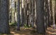 Sugarpine Walk - thumb 0