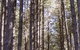 Sugarpine Walk - thumb 3