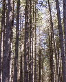 Sugarpine Walk - Schoolies Week Accommodation 3